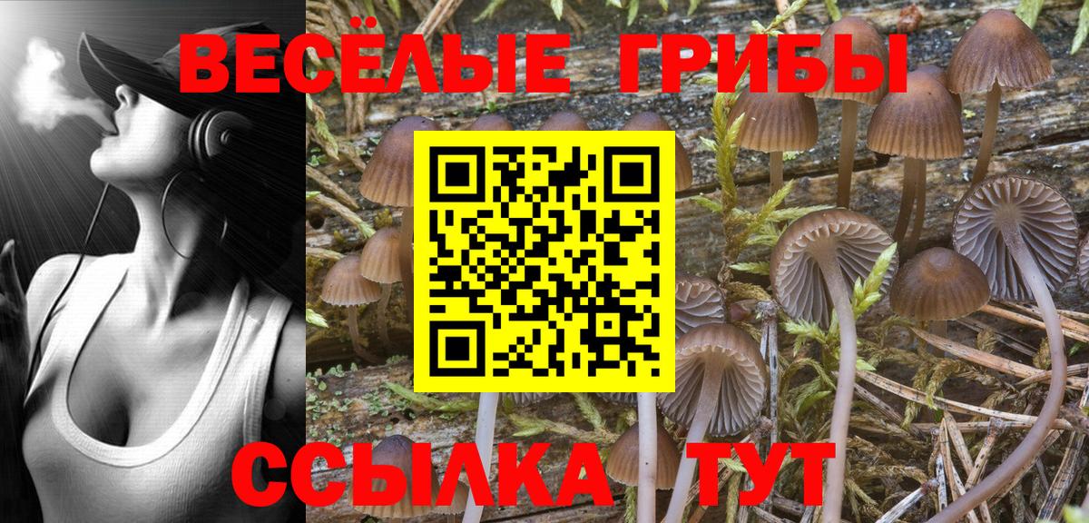 Томск  Псилоцибиновые грибы Cubensis  Вход с VPN 